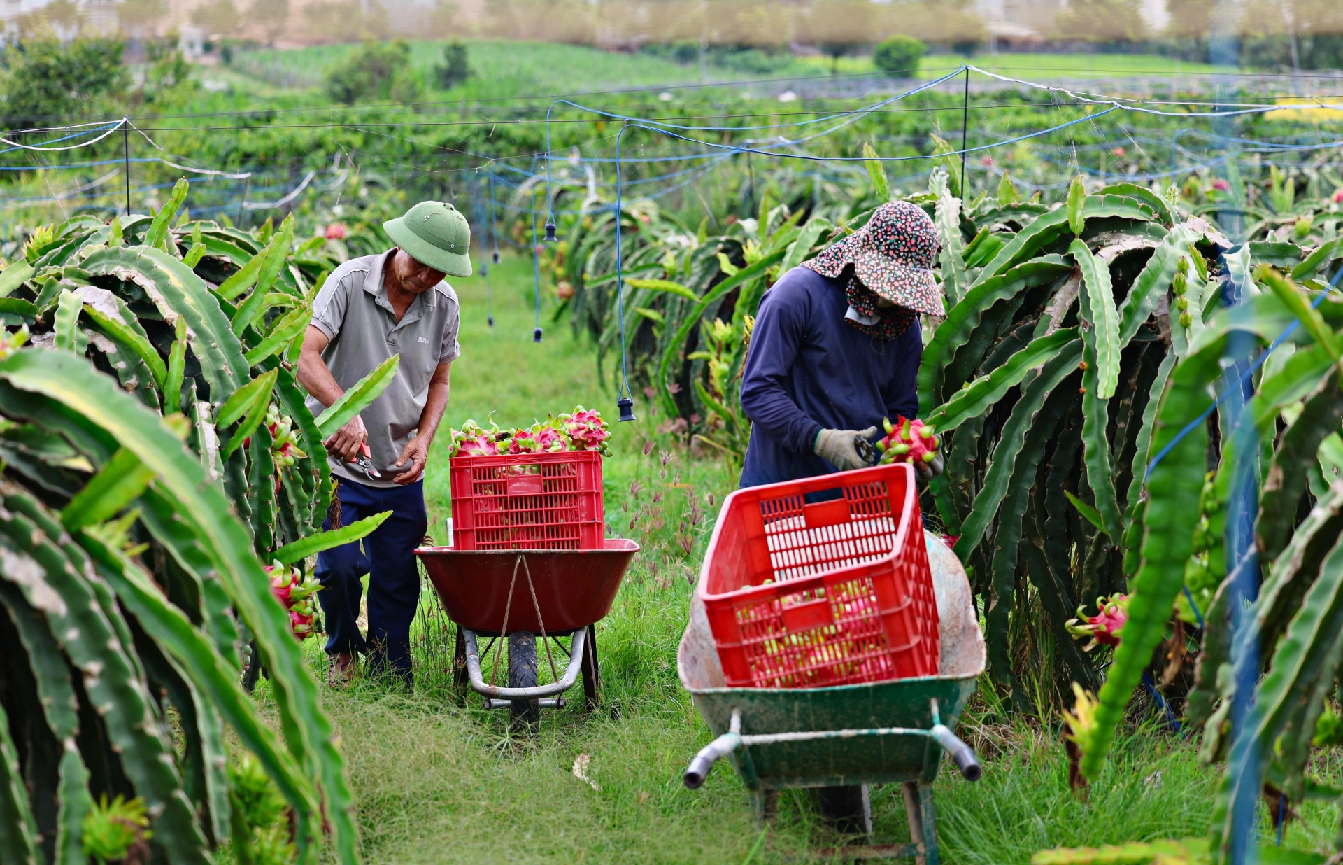 Cần đầu ra ổn định thanh long ruột đỏ tại Nam Hà