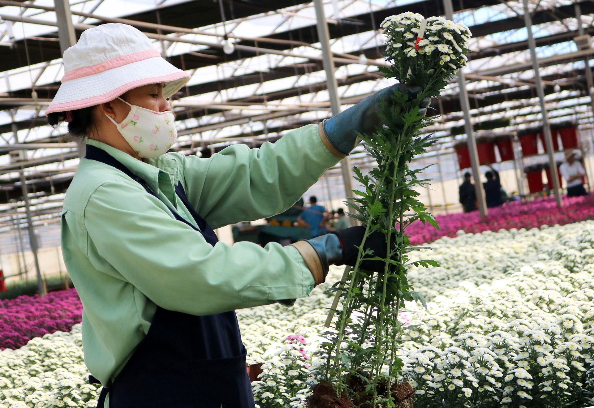 Xuất khẩu hoa tiếp tục tăng trưởng khá