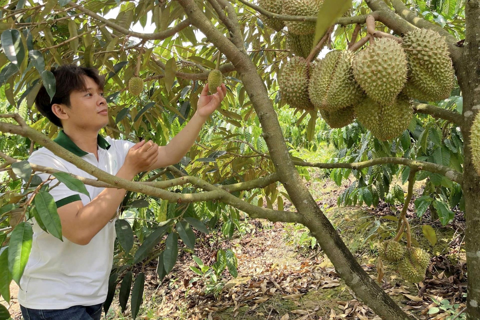 Sầu riêng Lâm Đồng xây dựng thương hiệu từ gốc