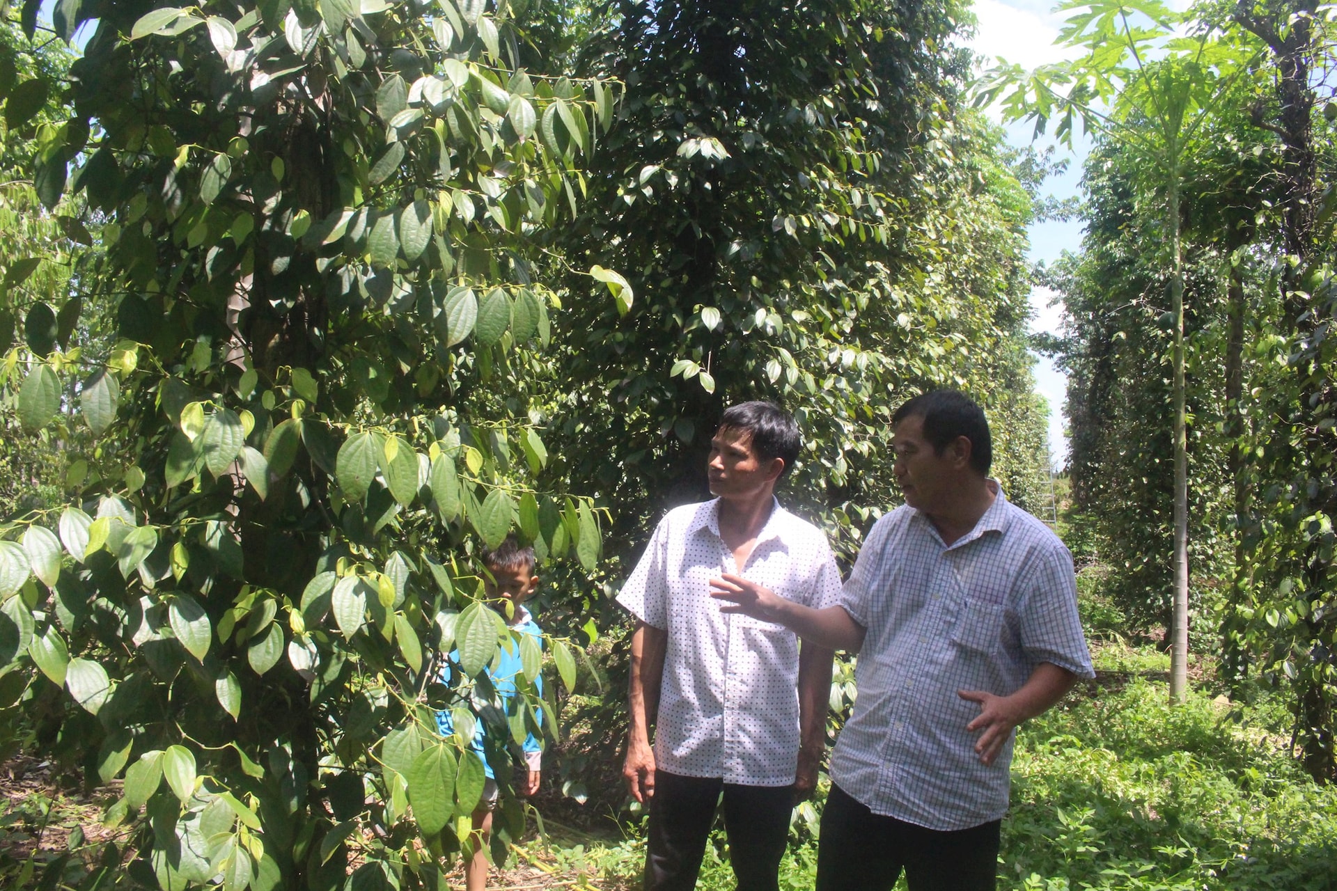 Hợp tác xã và doanh nghiệp liên kết phát triển nông nghiệp