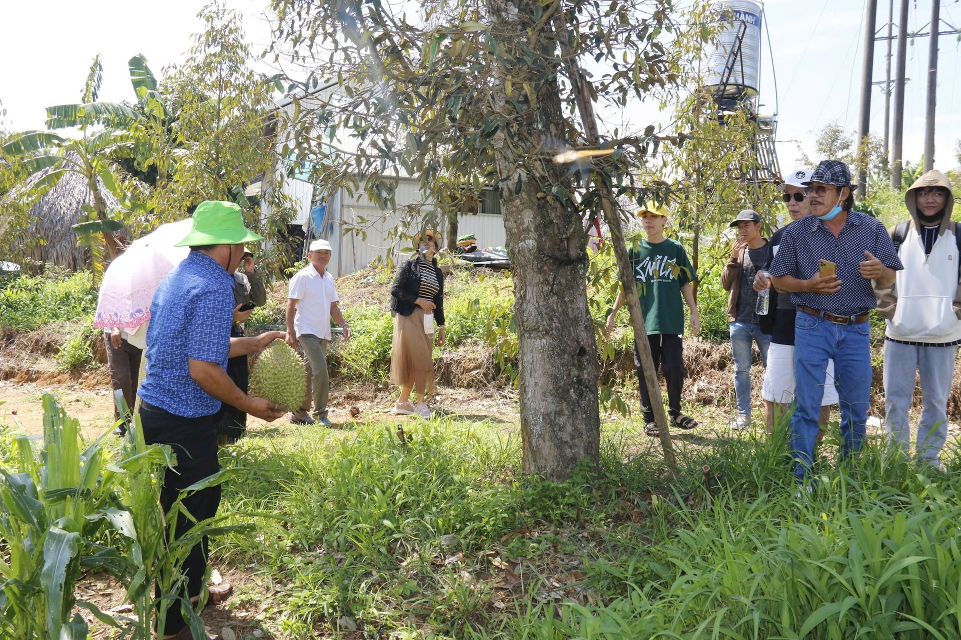 Du lịch trải nghiệm vườn sầu riêng thu hút khách