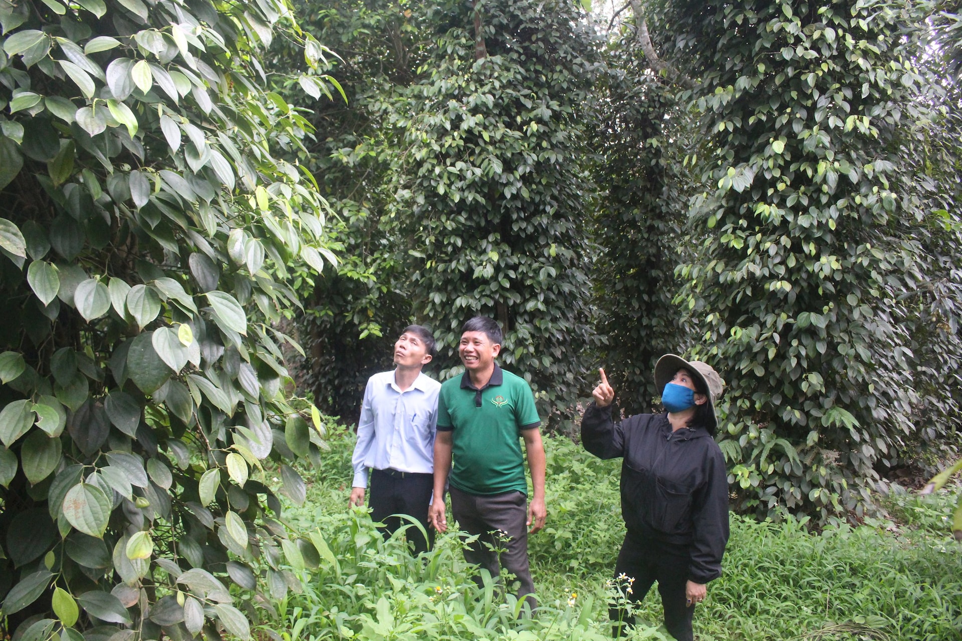 Hồ tiêu Lâm Đồng vươn xa nhờ sản xuất hữu cơ