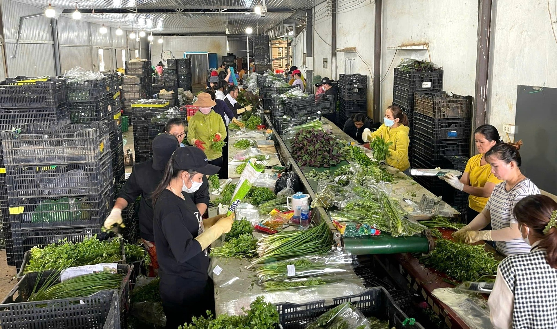 ”Tập kết” nông sản biển - rừng - “chìa khóa” nâng cao giá trị nông sản Lâm Đồng