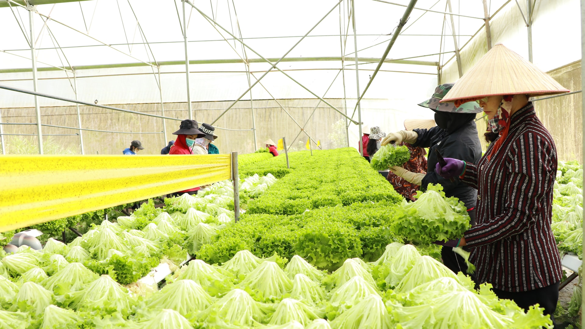 Phát triển nông nghiệp tuần hoàn: Bước chuyển mình bền vững