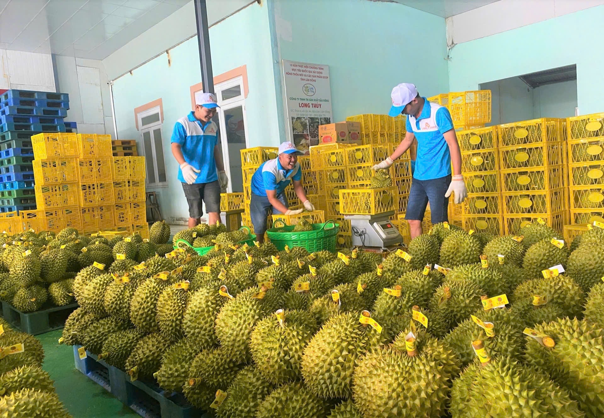 Lâm Đồng: Chỉ xuất khẩu sầu riêng khi đảm bảo kiểm soát 100% chất lượng sản phẩm