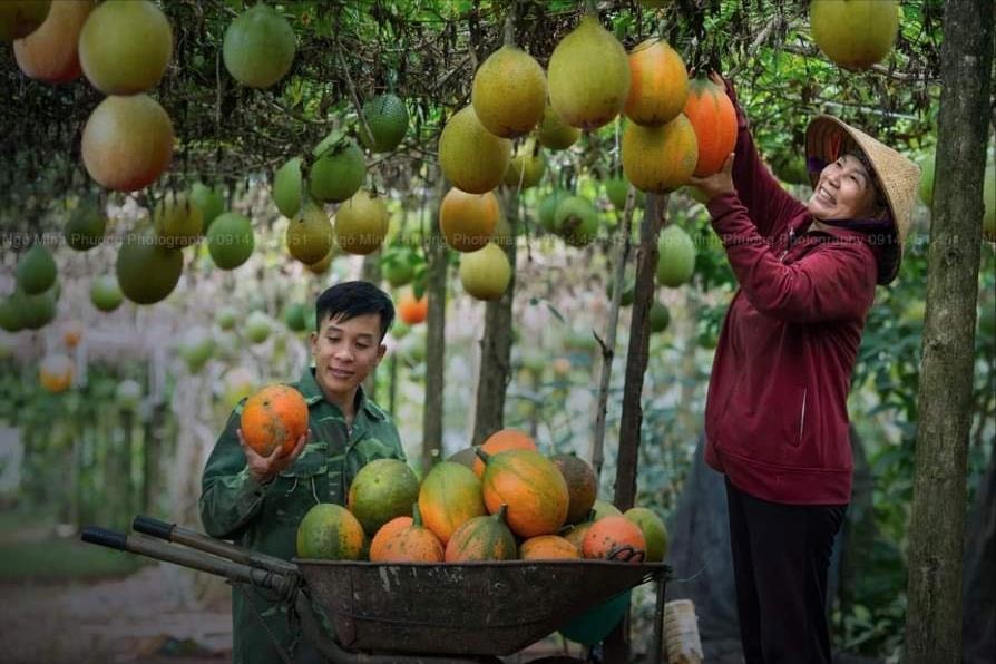 HTX Nam Hà đưa cây gấc về làm giàu cho nông dân