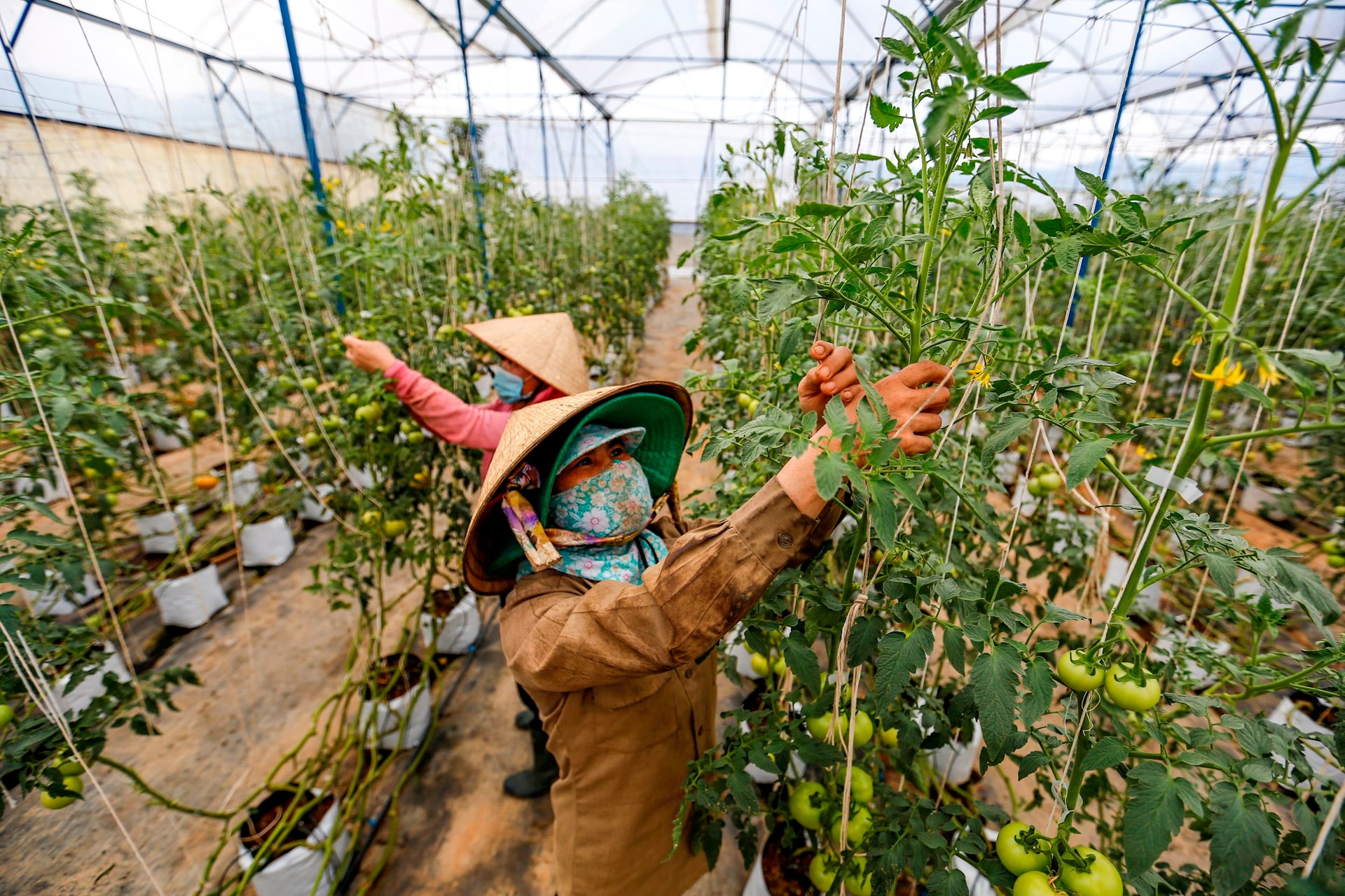 Tà Năng chú trọng phát triển nông nghiệp ứng dụng công nghệ cao