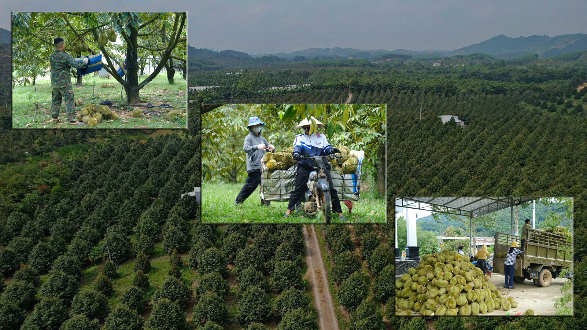 “Thủ phủ” sầu riêng Lâm Đồng rộn ràng mùa thu hoạch