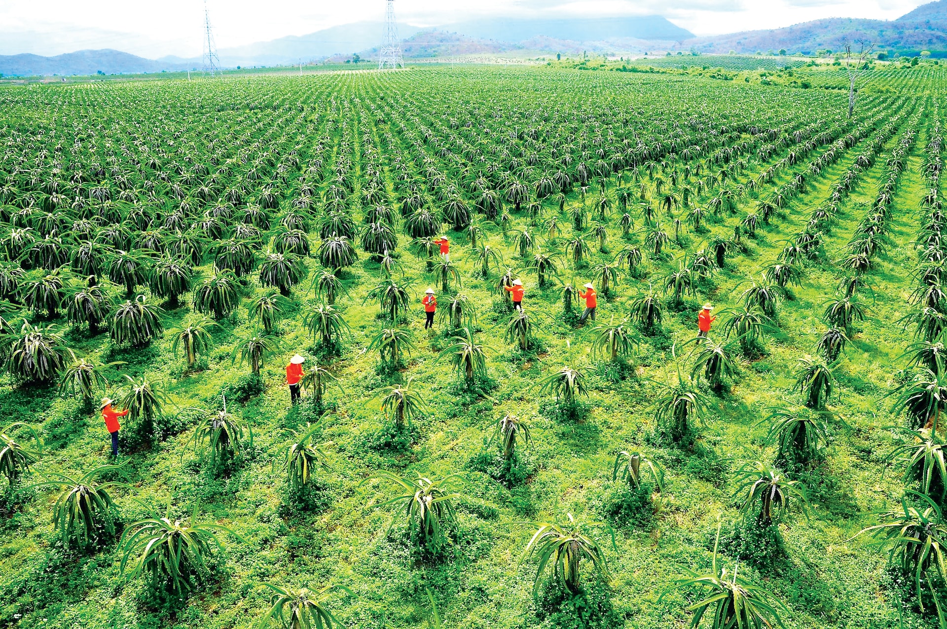 Làm gì để sản xuất, tiêu thụ, xuất khẩu thanh long bền vững