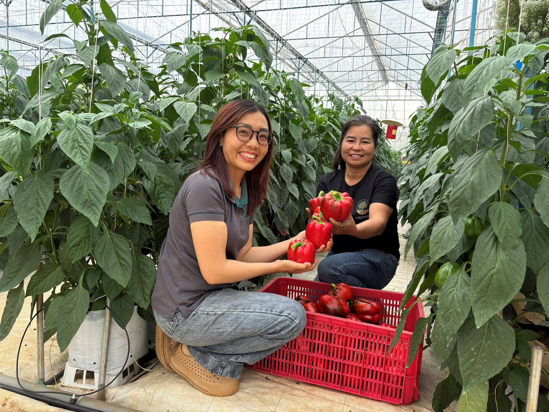 Trồng rau xuất khẩu bên dòng Đa Dâng