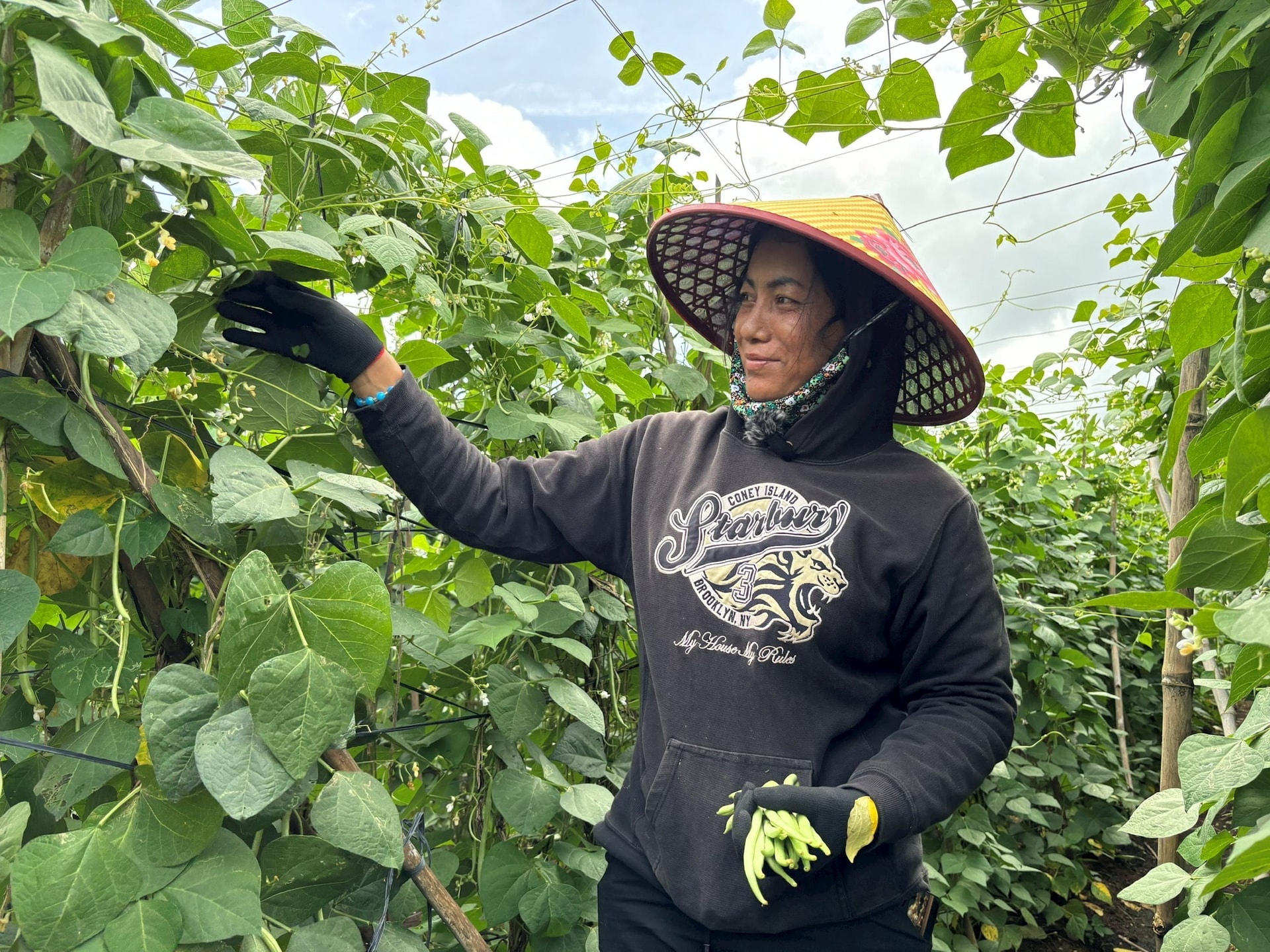 Chuyện làm rau ở HTX vùng khó Tường Nguyên