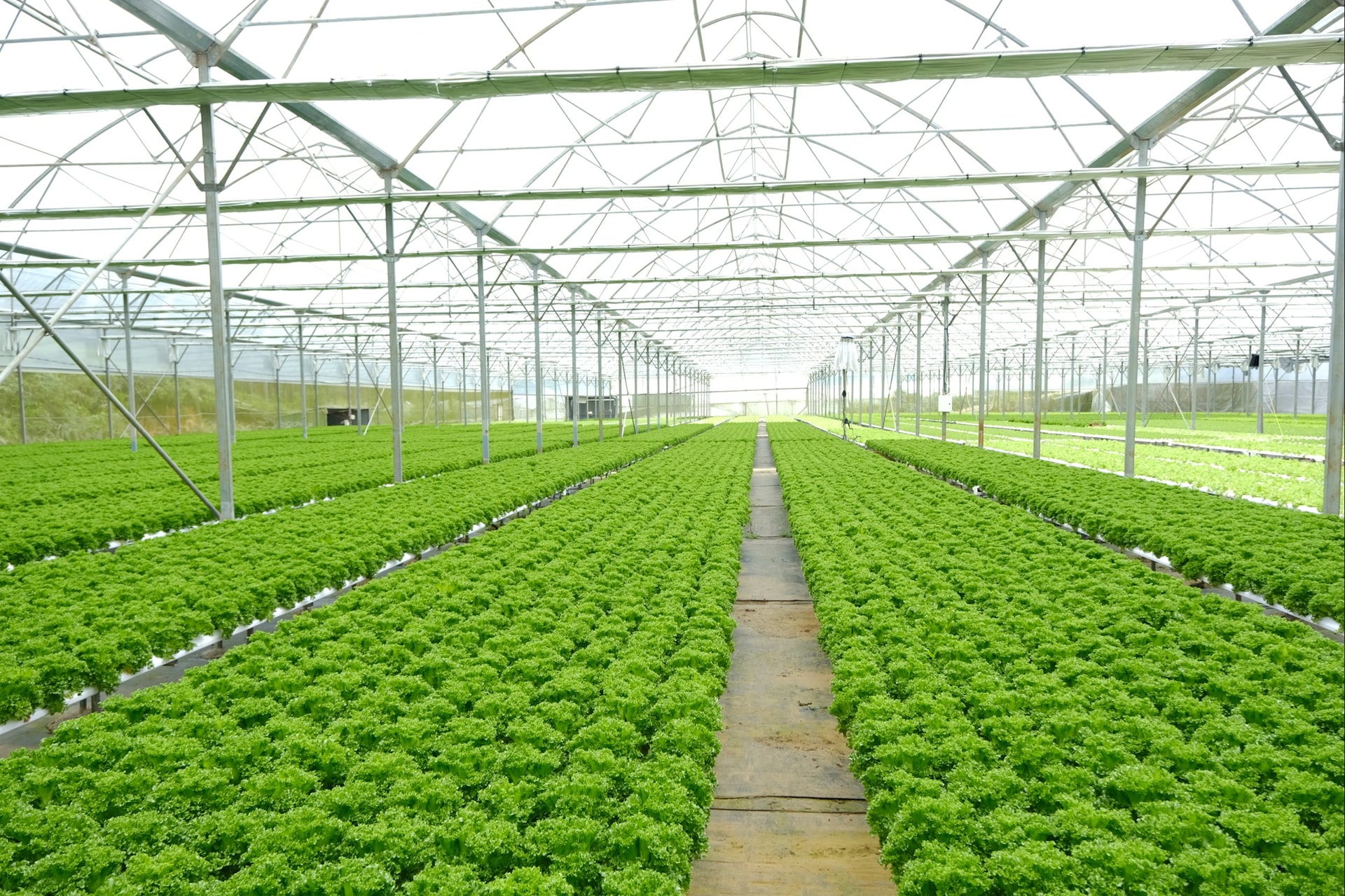 Xuất khẩu rau xà lách sang Hàn Quốc ổn định và tăng trưởng khá