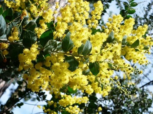 Đà Lạt, mimosa và tôi