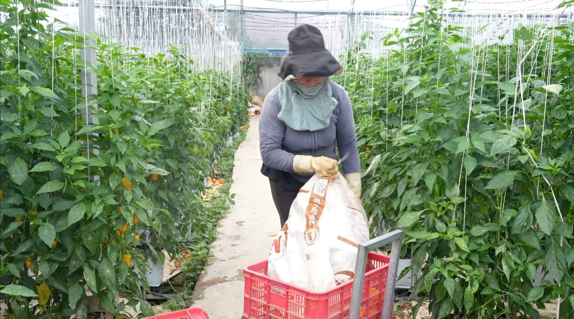 Liên kết chuỗi sản phẩm với nông hộ