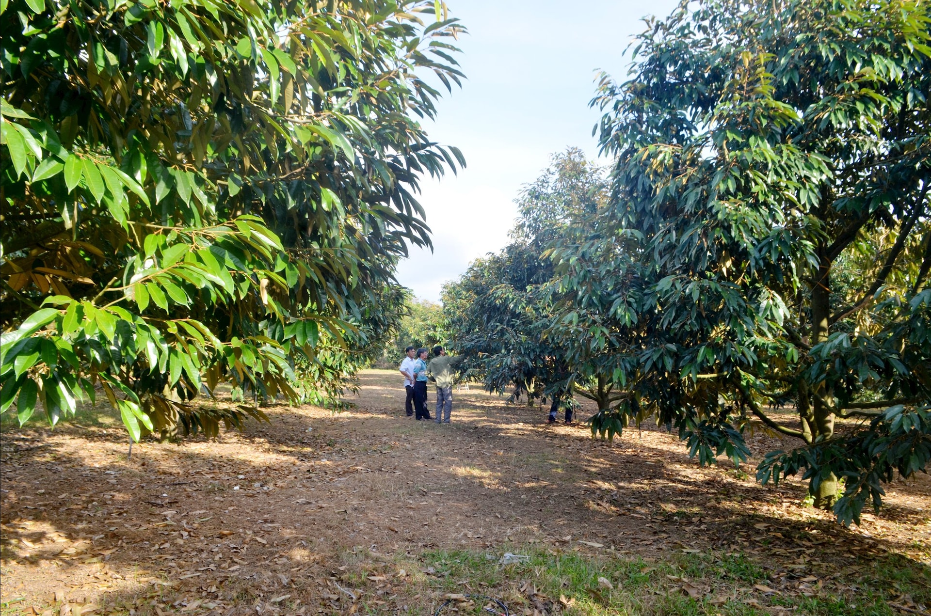 Nhiều tổ hợp tác nông nghiệp phát huy hiệu quả