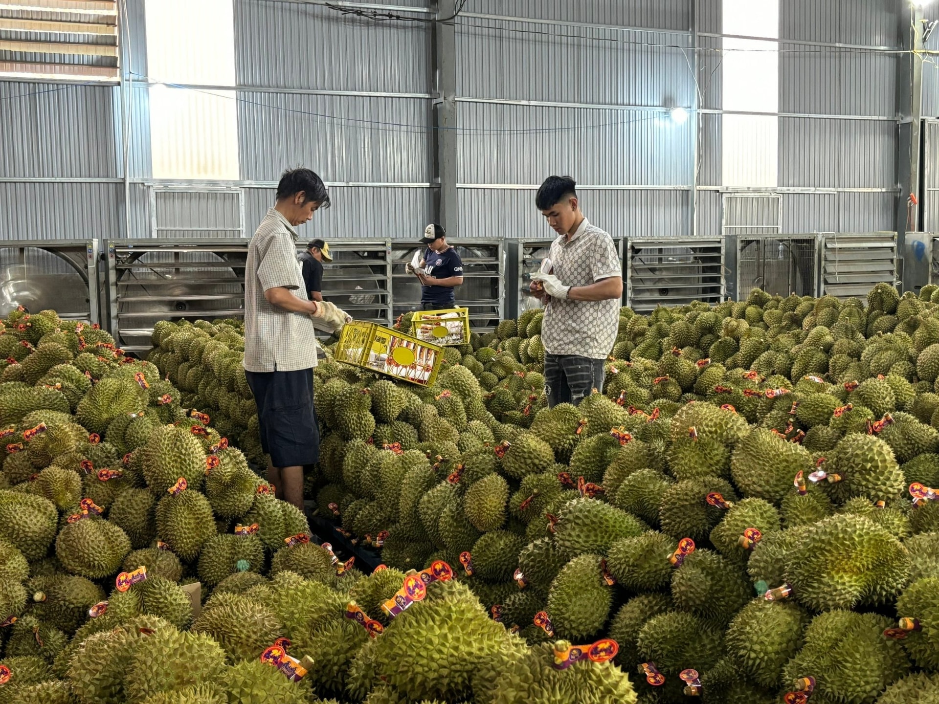 Liên kết xuất khẩu sầu riêng chín muộn