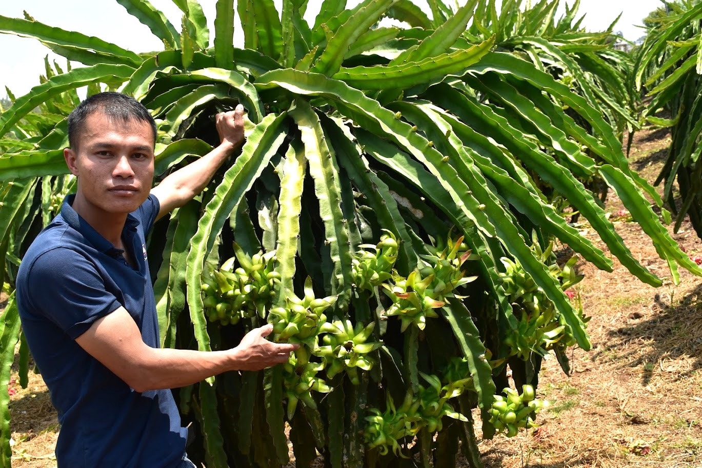 Đưa thanh long vào nhóm cây chủ lực quốc gia