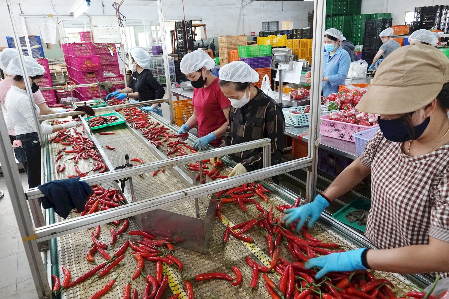 Phát triển sơ chế, chế biến để nâng cao giá trị nông sản