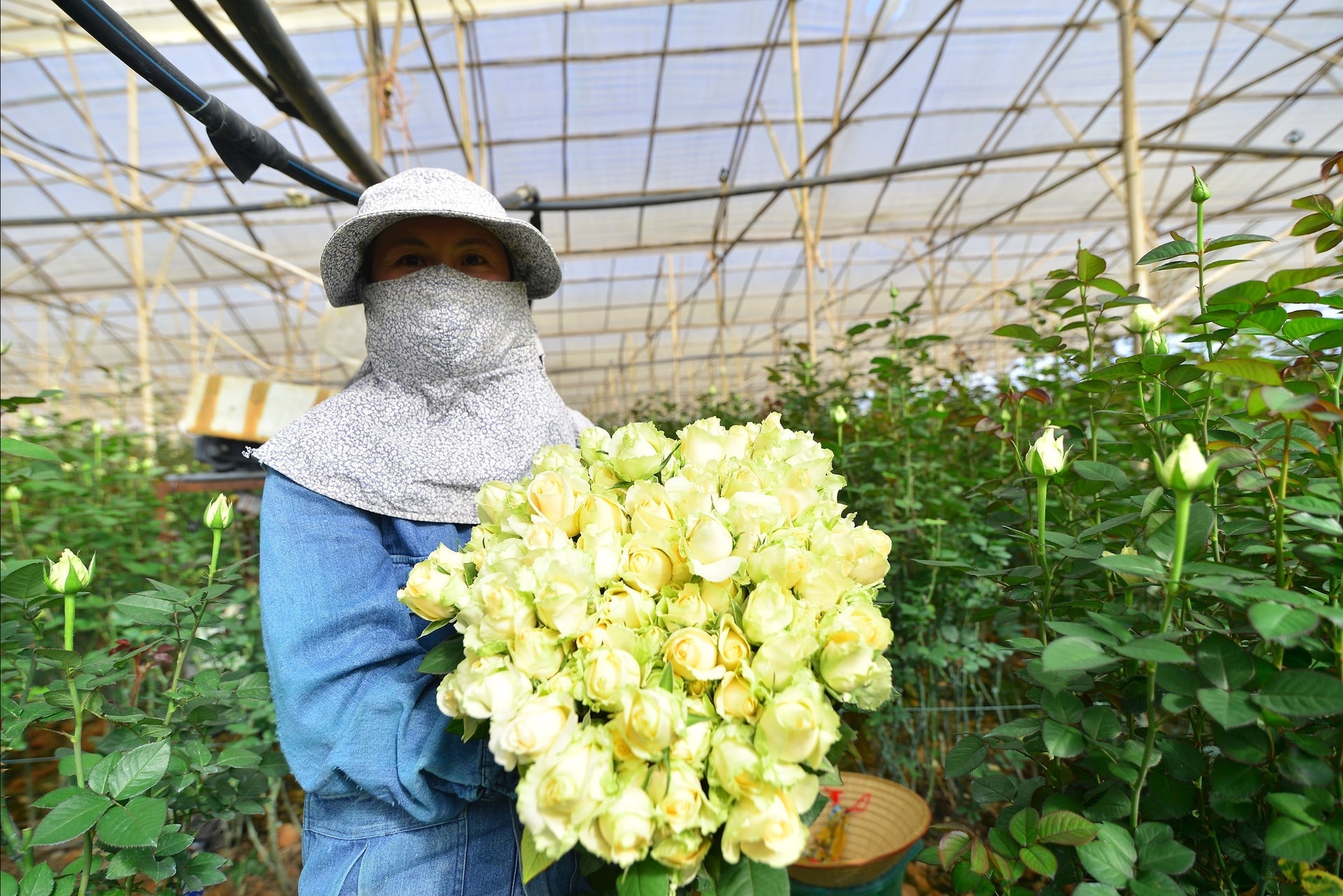 Nhập khẩu giống hoa để duy trì vị thế “thủ phủ hoa”