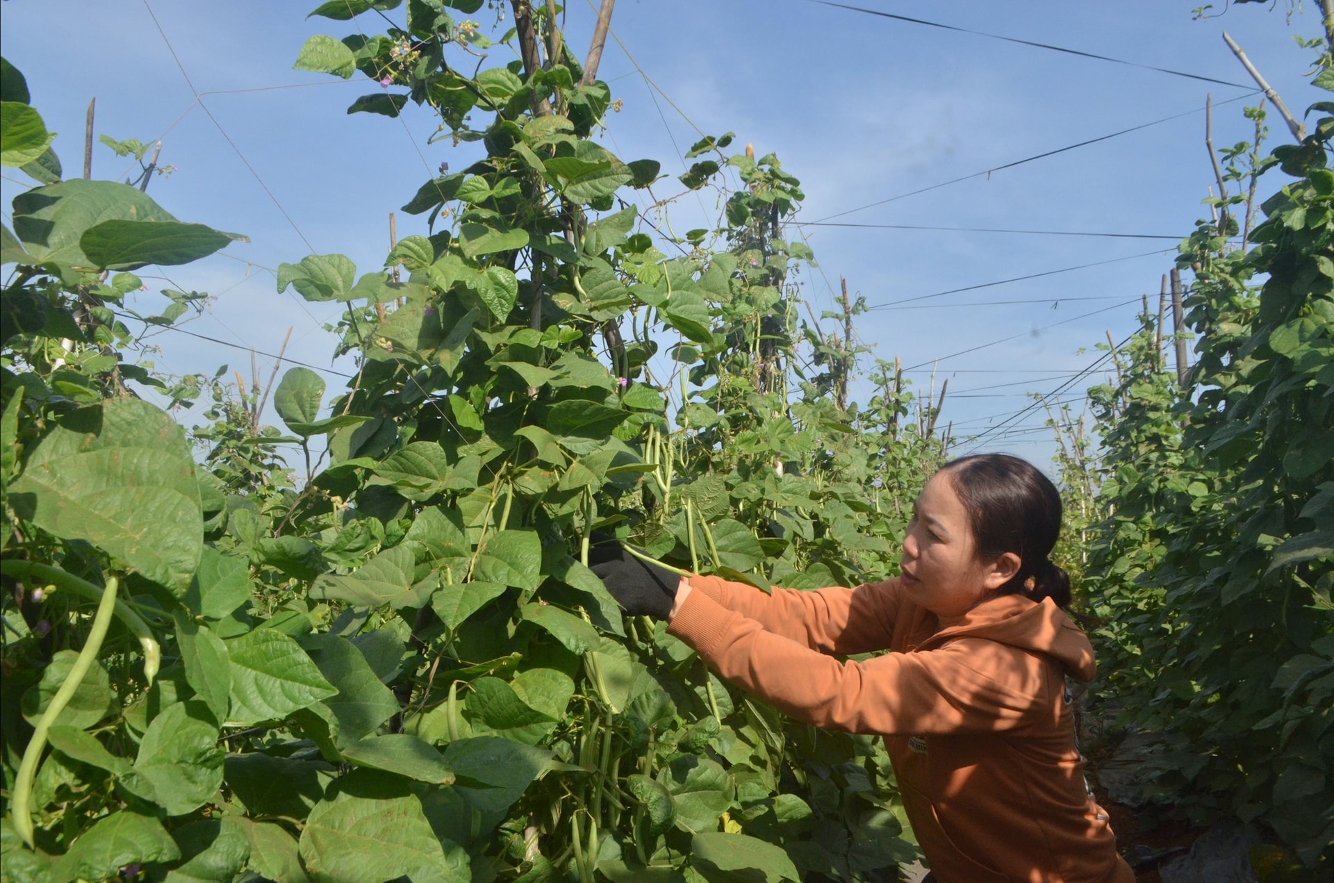 Yêu cầu kết nối tiêu thụ nông sản dịp cuối năm