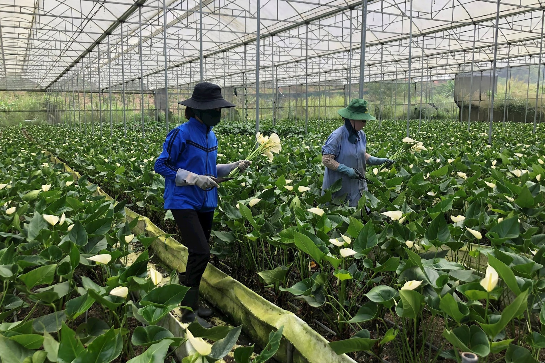 Nông dân Lâm Ðồng sản xuất nông nghiệp bền vững