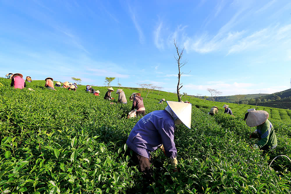 Đồi chè Cầu Đất - Điểm hẹn xanh của Đà Lạt