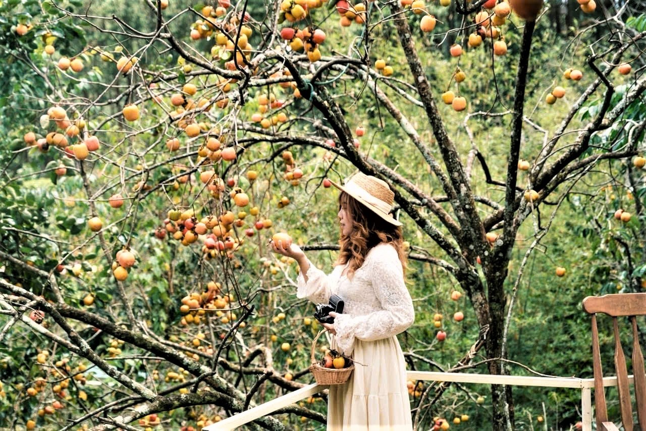 Đà Lạt mùa hồng chín - sắc thu níu chân du khách