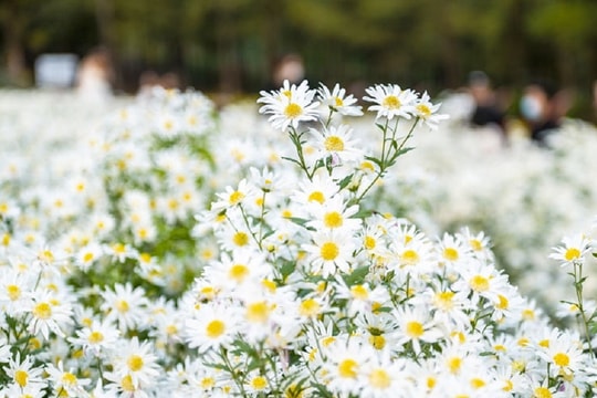 Cúc họa mi chào đông