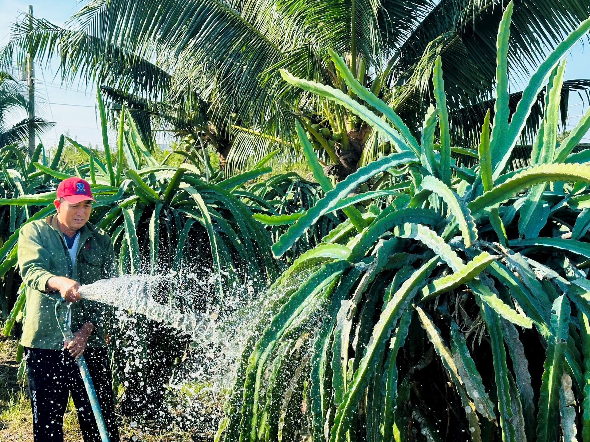 Cây thanh long trước kỳ vọng thị trường tết