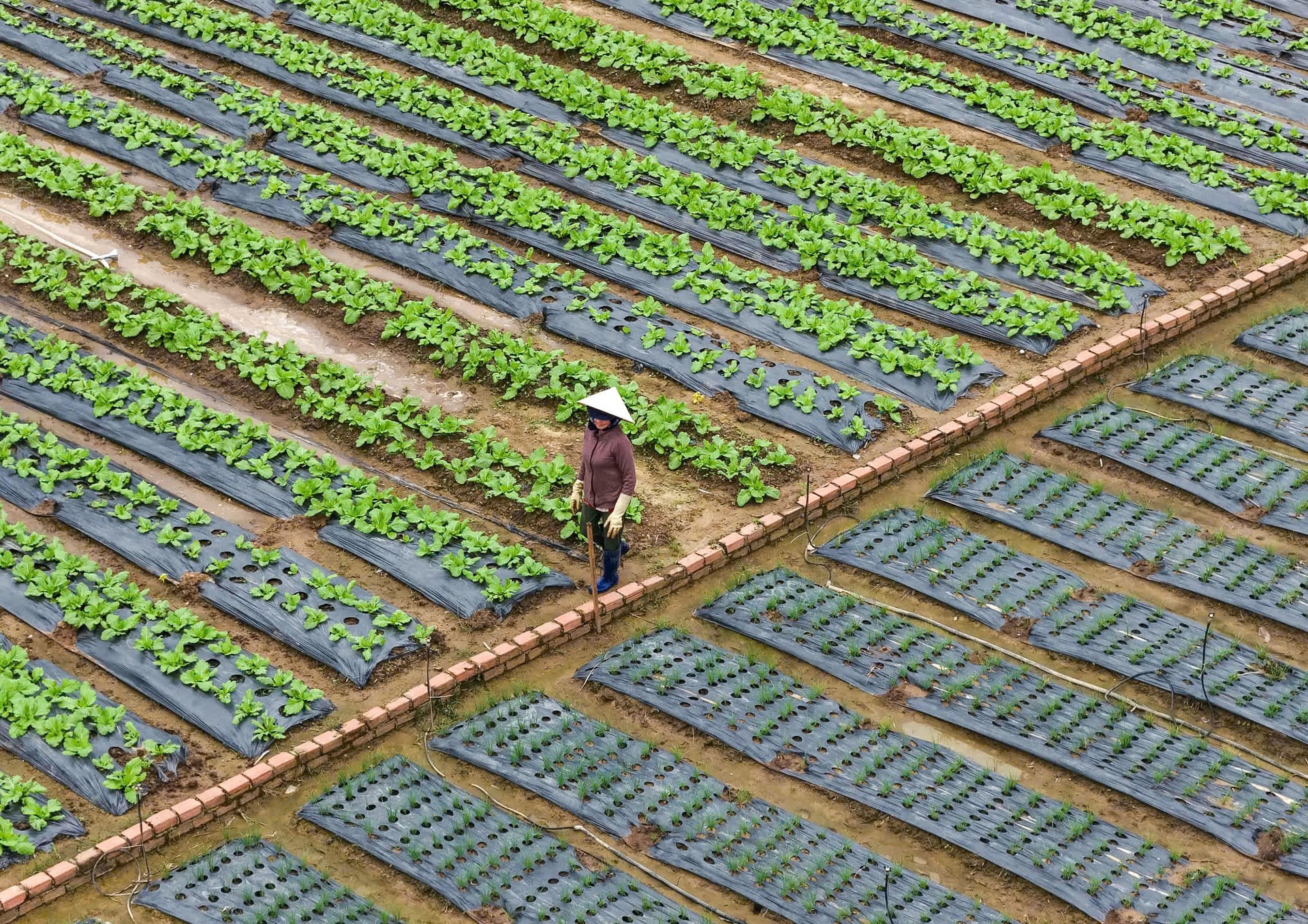 Đơn Dương lựa chọn cây trồng phục vụ thị trường tết