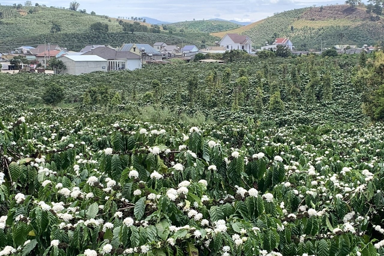 Chuyên canh cây trồng chủ lực - hướng đi mới