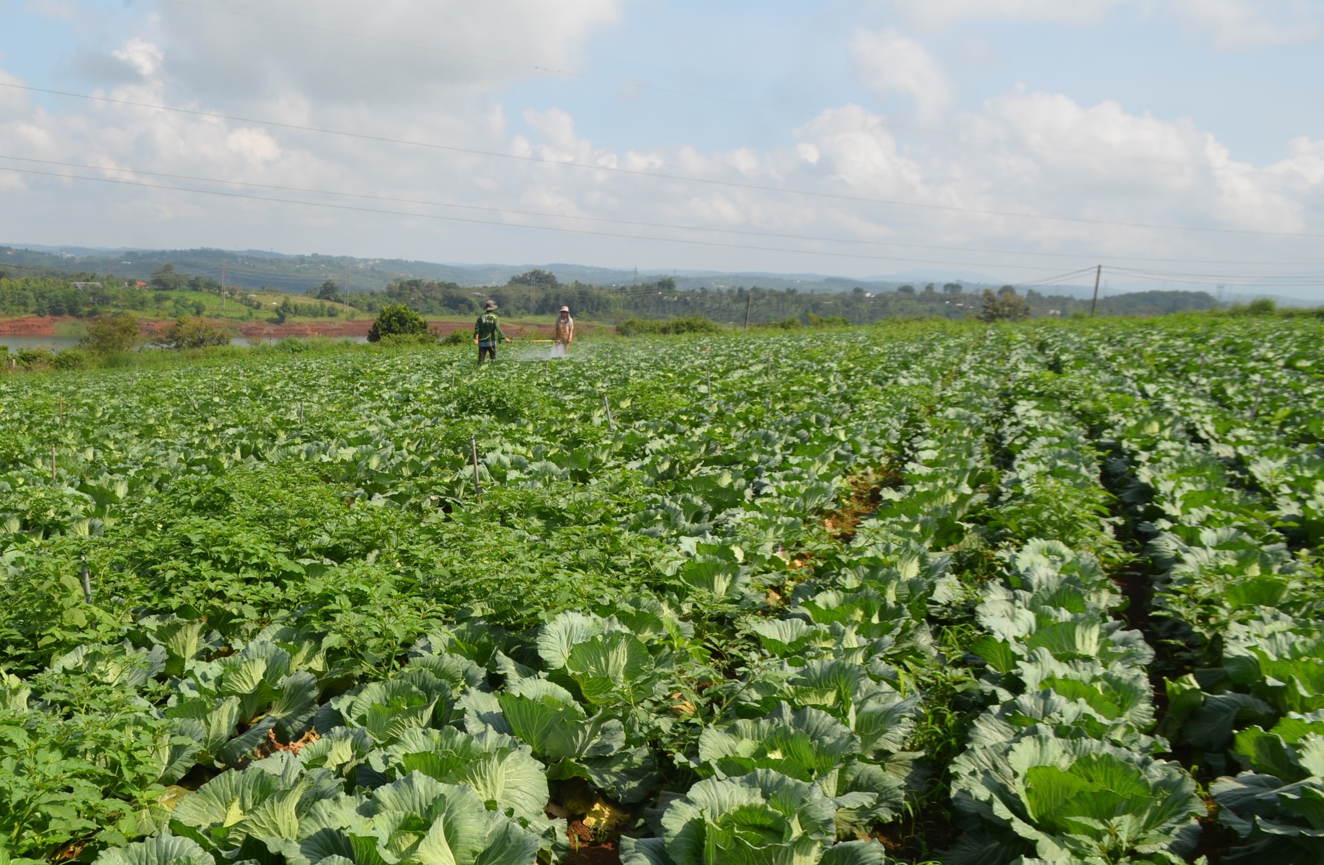 Bám sát đồng ruộng, bảo vệ sản xuất vụ đông xuân