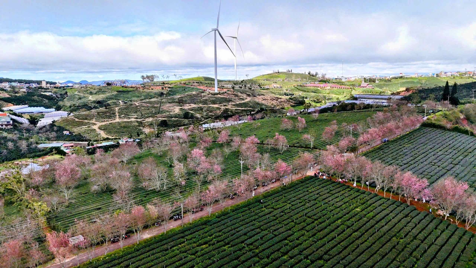 Lễ hội hoa mai anh đào Đà Lạt khai mạc từ ngày 16/1