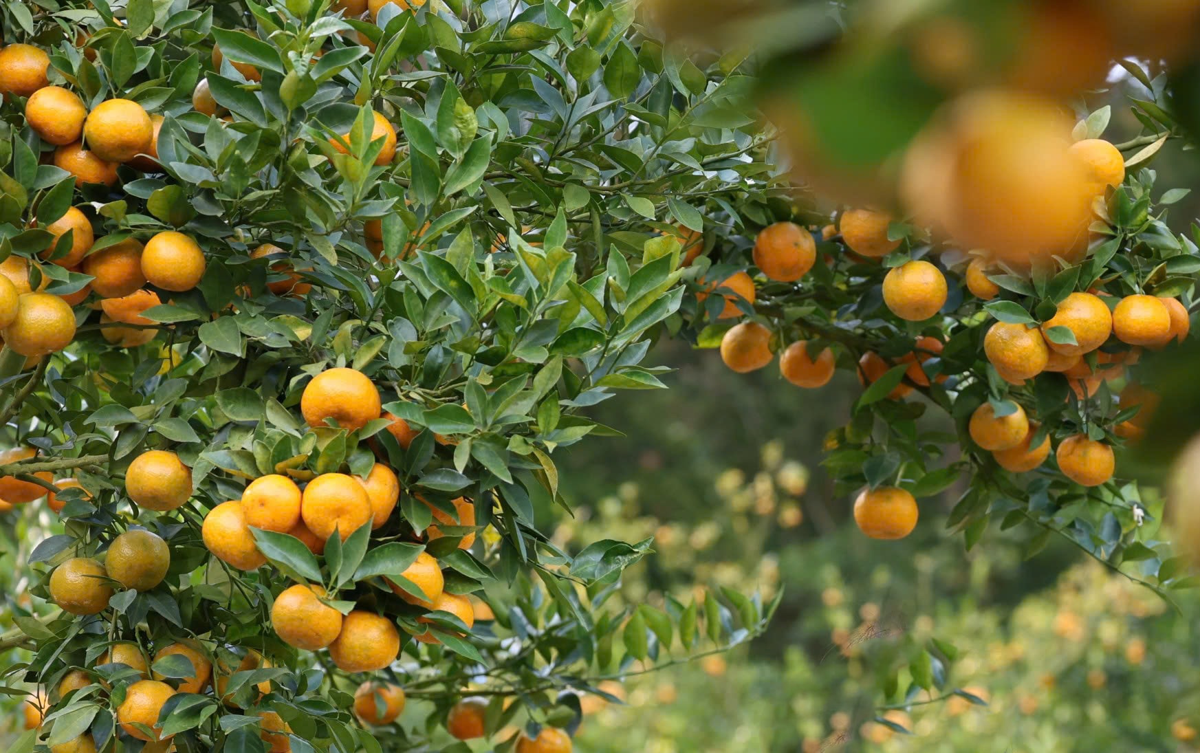 Nốt trầm trên những đồi quýt ở Đơn Dương