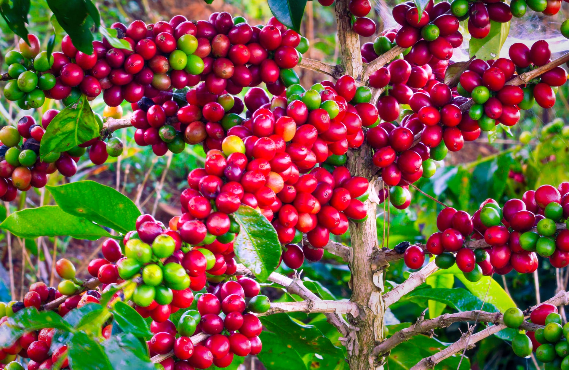 Cuộc hồi sinh của cà phê Arabica Cầu Đất