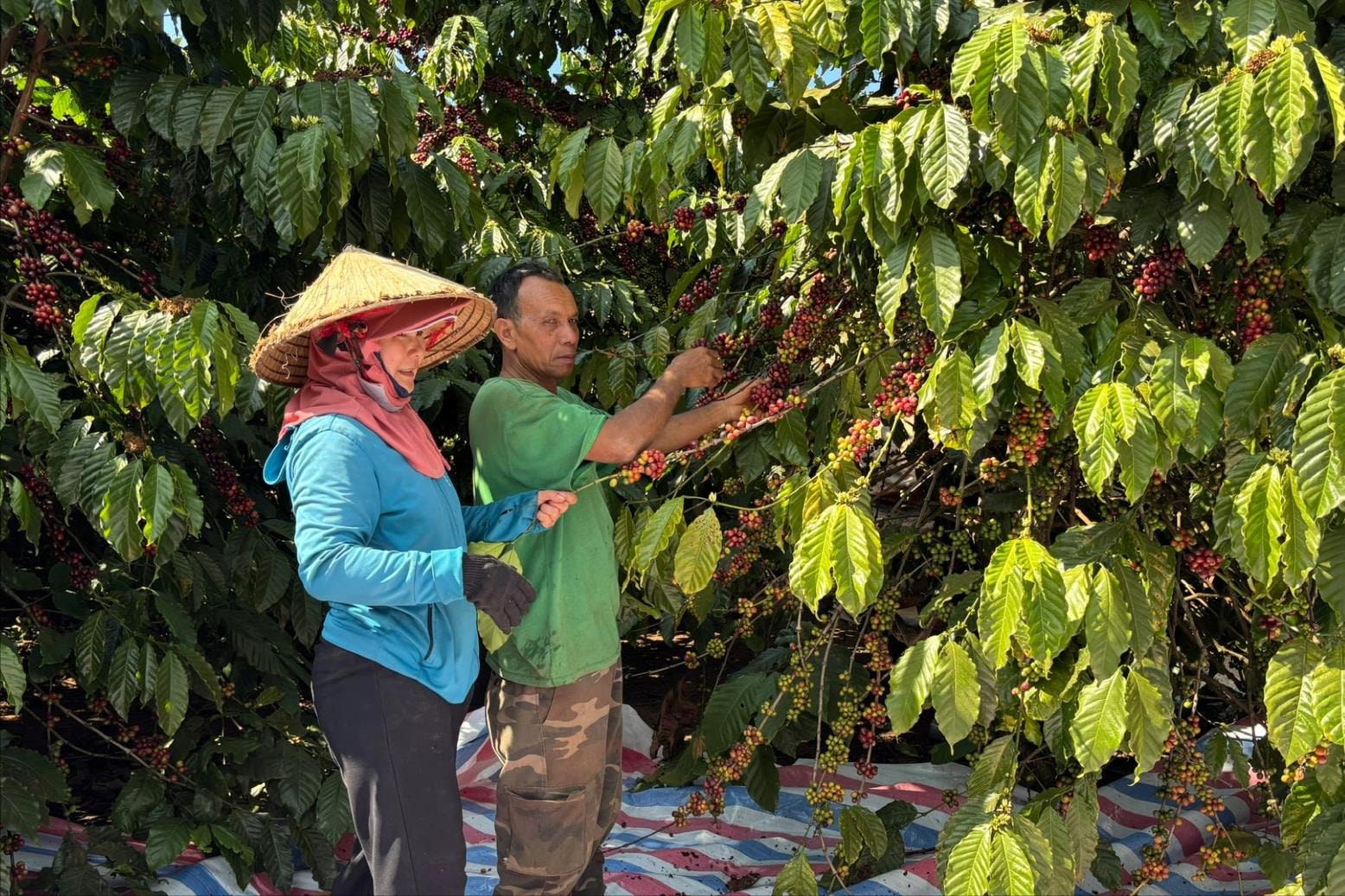 Nông dân Tà Nung liên kết trồng cà phê