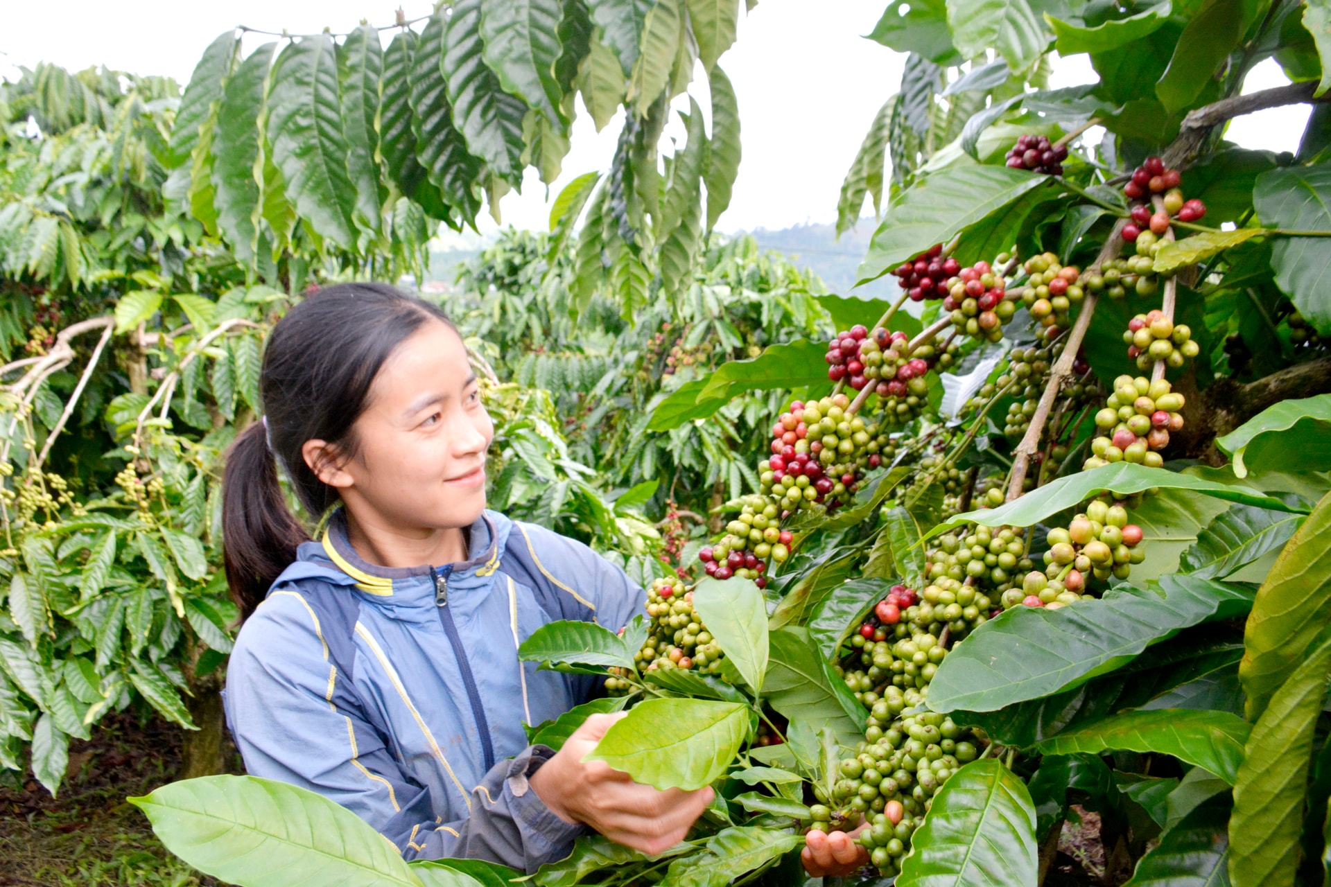 Nông dân vùng biên giới phấn khởi đón tết