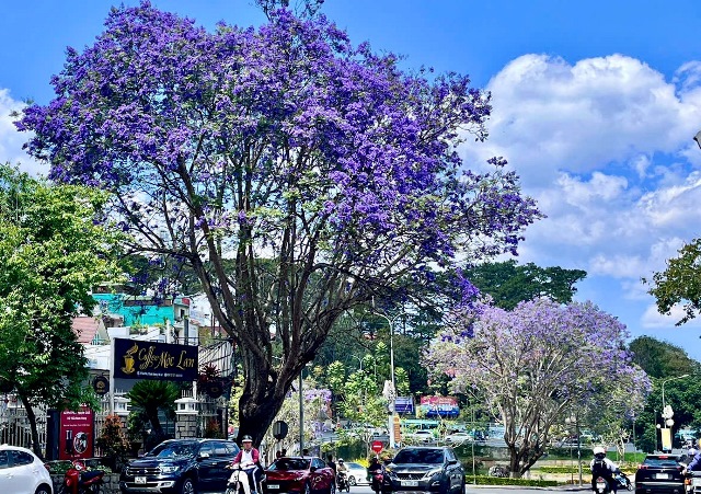 Tháng 3 về, phượng tím Đà Lạt vẫn dịu dàng níu chân du khách