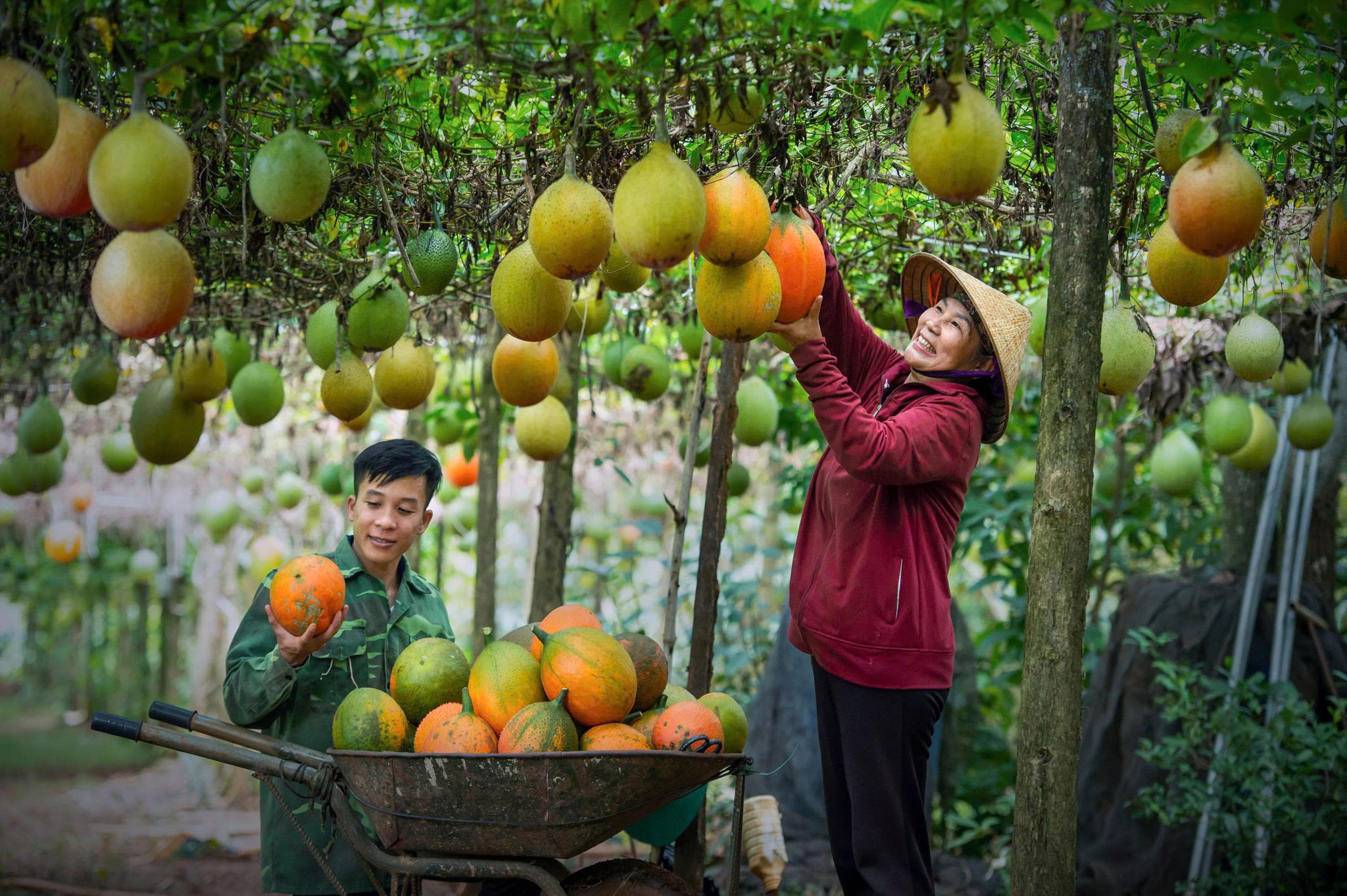 Chính sách hỗ trợ VietGAP - chuẩn hóa chất lượng nông sản Lâm Đồng