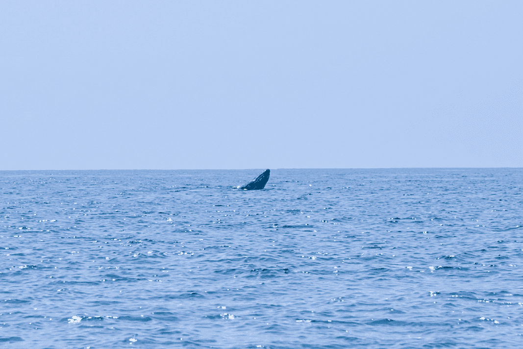 Cá voi lớn xuất hiện ở vùng biển Mũi Né