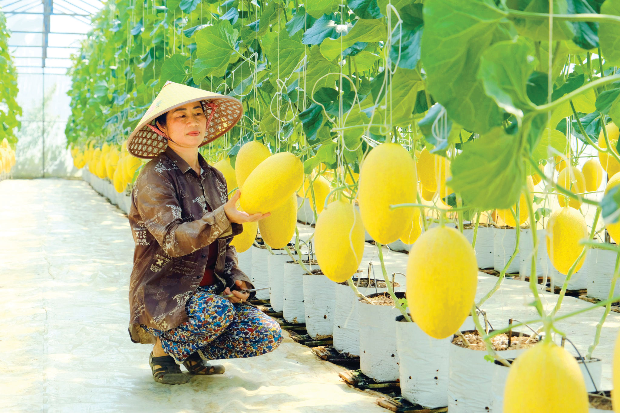 Nông sản Lâm Đồng “cất cánh” cùng Vietnam Airlines